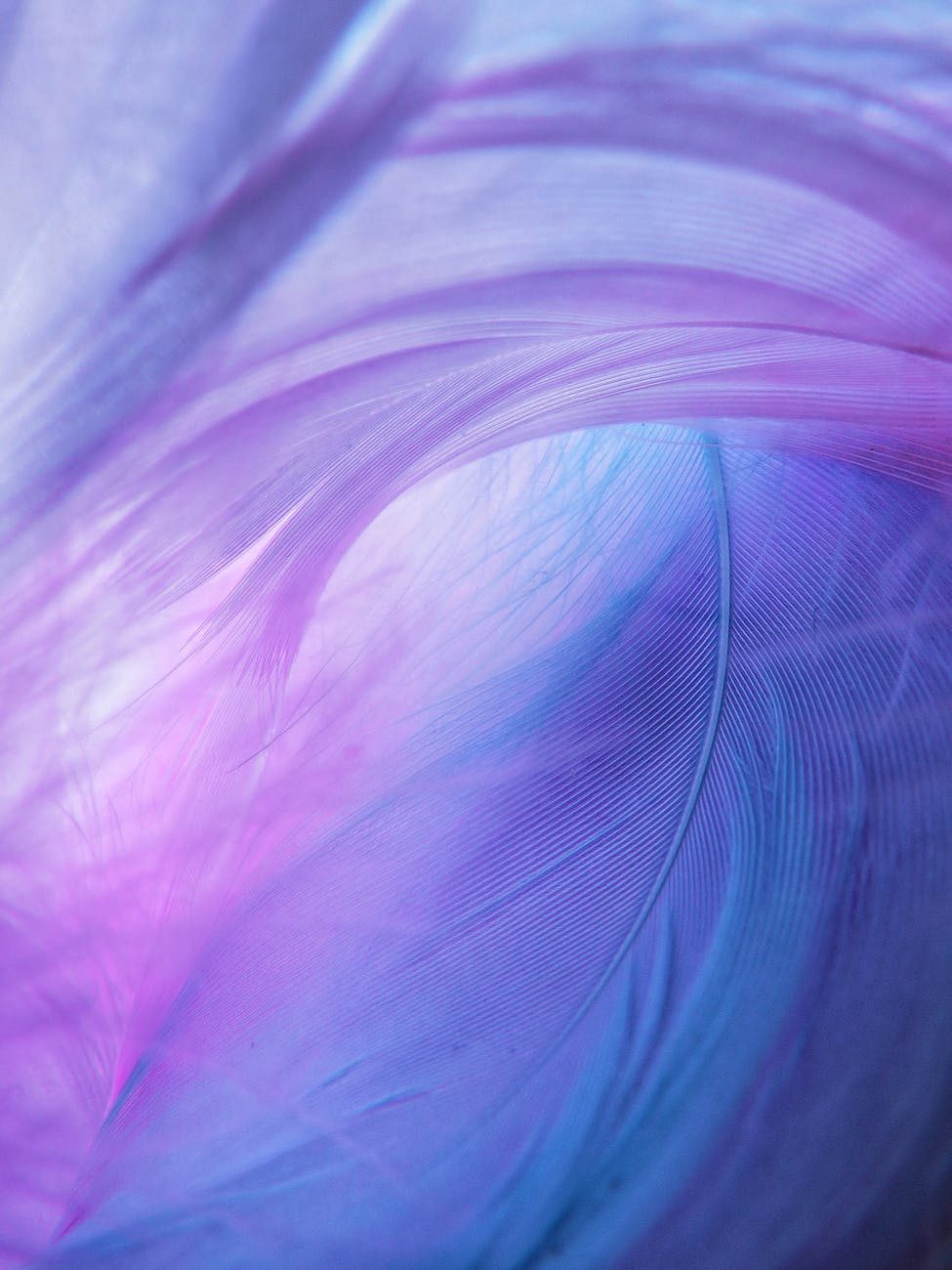 purple and blue abstract feathers painting
